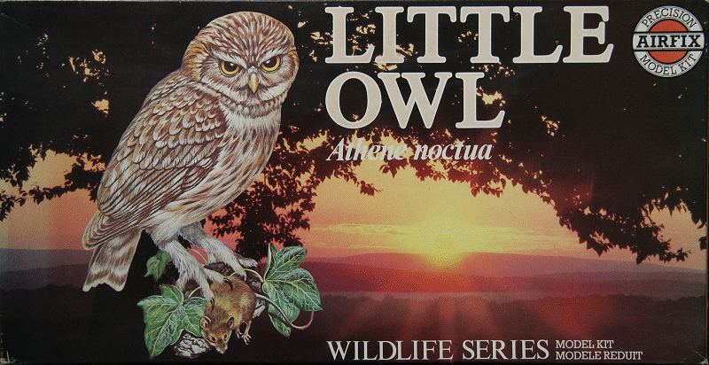 06830_Little_Owl_1980_800.jpg